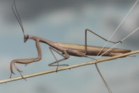 La mante religieuse (Dictyoptre - Mantidae - Mantis religiosa)